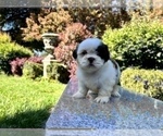 Small Photo #13 Shih Tzu Puppy For Sale in HAYWARD, CA, USA