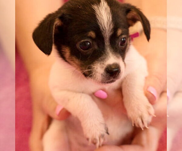 Medium Photo #3 Mutt Puppy For Sale in Spring Lake, NC, USA