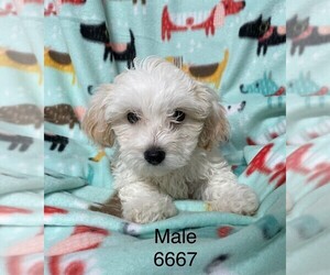 Maltese-Poodle (Toy) Mix Puppy for sale in CLARE, IL, USA
