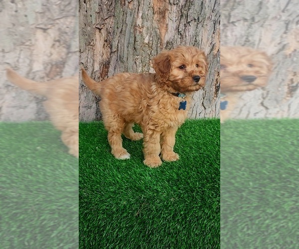 Medium Photo #4 Goldendoodle (Miniature) Puppy For Sale in INDIANAPOLIS, IN, USA