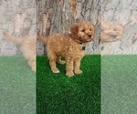 Small #3 Goldendoodle (Miniature)