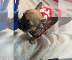 French Bulldog Puppy for sale in HOUSTON, TX, USA