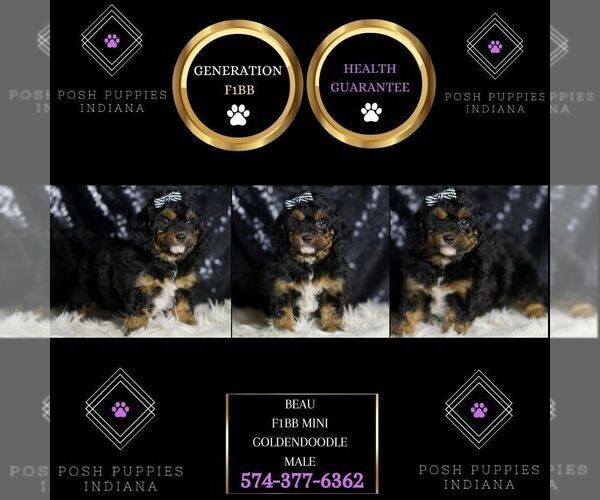 Medium Photo #2 Goldendoodle (Miniature) Puppy For Sale in WARSAW, IN, USA