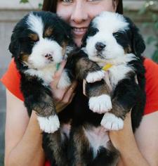 Bernese Mountain Dog Puppy for sale in FORT WORTH, TX, USA