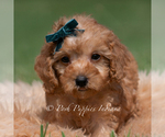 Small Photo #20 Maltipoo (Miniature) Puppy For Sale in WARSAW, IN, USA