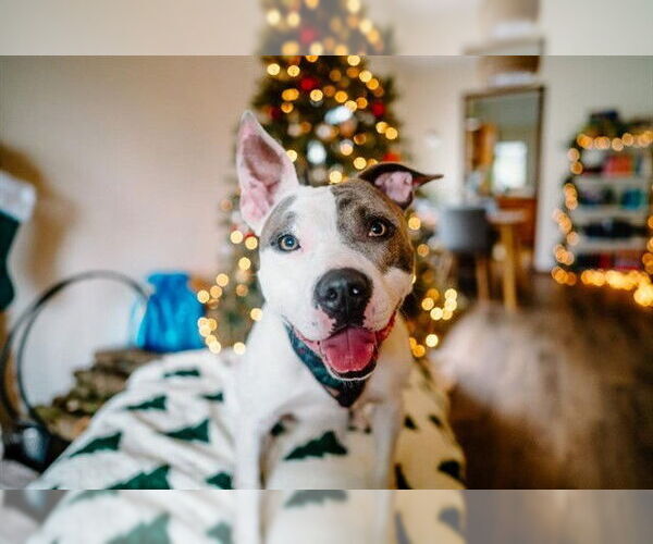 Medium Photo #1 American Pit Bull Terrier-Unknown Mix Puppy For Sale in McKinleyville, CA, USA