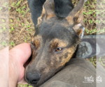 Small #3 Australian Kelpie Mix