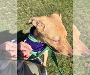 Rat Terrier-Unknown Mix Dogs for adoption in Jackson, MS, USA