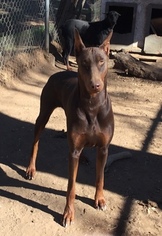 Father of the Doberman Pinscher puppies born on 01/01/2019