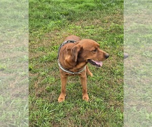 Father of the Labrador Retriever puppies born on 07/21/2025