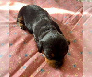 Dachshund Puppy for Sale in AIKEN, South Carolina USA