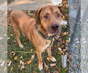 Rhodesian Ridgeback-Unknown Mix Dogs for adoption in Murfreesboro, TN, USA