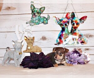 Medium Chihuahua
