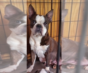 Mother of the Boston Terrier puppies born on 12/08/2021