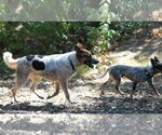 Small #5 Mutt