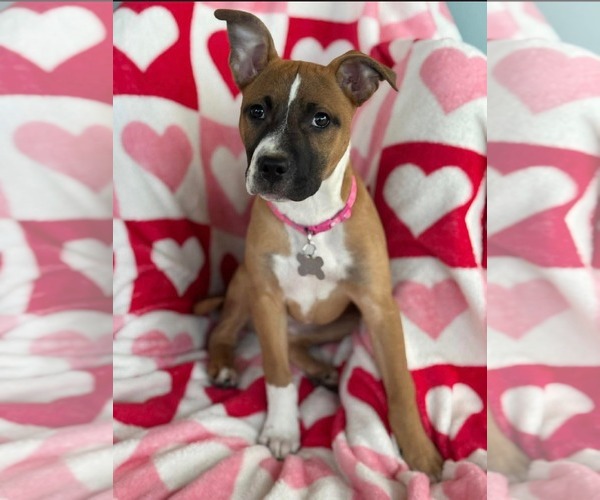 Medium Photo #2 American Staffordshire Terrier-Unknown Mix Puppy For Sale in Holly Springs, NC, USA