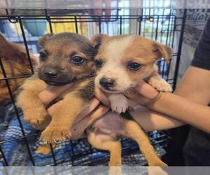 Chihuahua-Unknown Mix Dogs for adoption in Tracy, CA, USA
