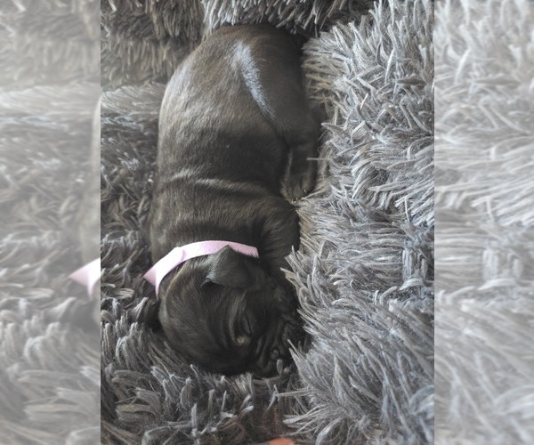Medium Photo #7 Cane Corso Puppy For Sale in HENRY, VA, USA