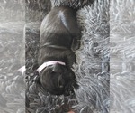 Small #6 Cane Corso