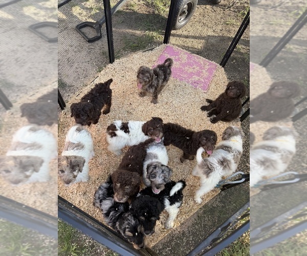 Medium Photo #2 Goldendoodle Puppy For Sale in WOODLEAF, NC, USA