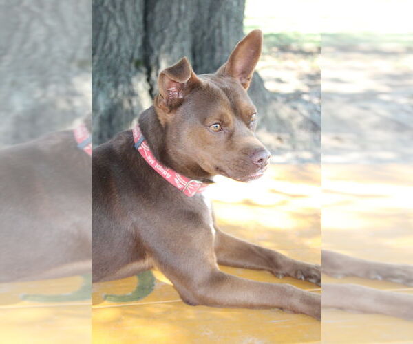 Medium Photo #2 American Pit Bull Terrier-Unknown Mix Puppy For Sale in Linton, IN, USA