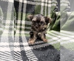 Small #2 Morkie