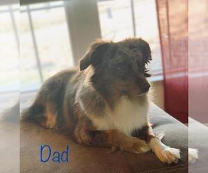 Father of the Miniature Australian Shepherd puppies born on 06/08/2022