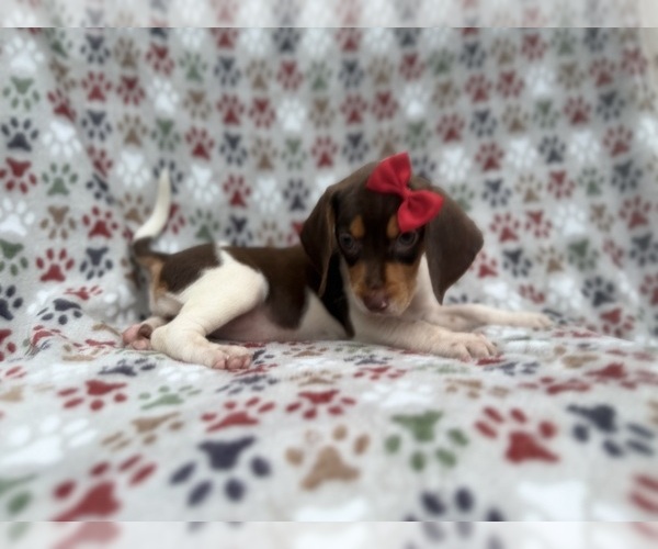 Medium Photo #4 Beagle Puppy For Sale in LAKELAND, FL, USA