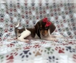 Small #3 Beagle