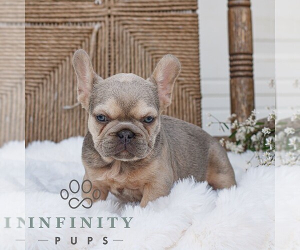 Medium Photo #3 French Bulldog Puppy For Sale in HONEY BROOK, PA, USA