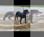 Small #4 Mutt