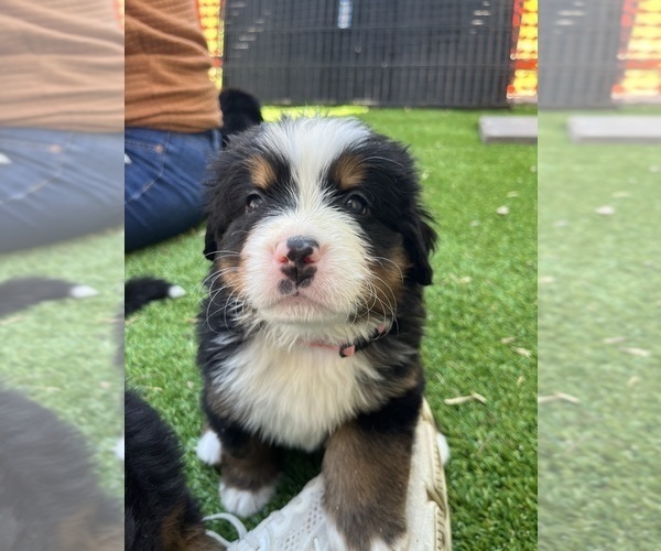 Medium Photo #8 Bernese Mountain Dog Puppy For Sale in FAIRMONT, MN, USA