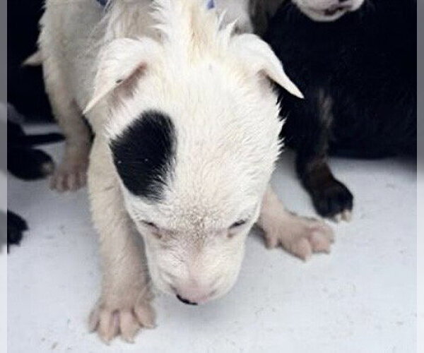 Medium Photo #1 Mutt Puppy For Sale in Houston, TX, USA