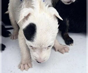 Mutt Dogs for adoption in Houston, TX, USA