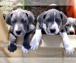 Small Photo #11 Great Dane Puppy For Sale in OGDEN, UT, USA
