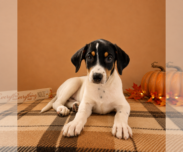 Medium Photo #2 Doberman Pinscher-Rat Terrier Mix Puppy For Sale in GREENFIELD, IN, USA