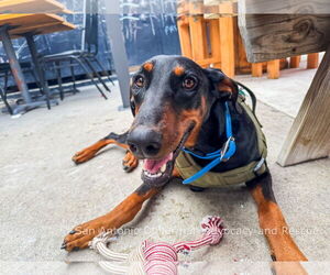 Doberman Pinscher Dogs for adoption in Devine, TX, USA