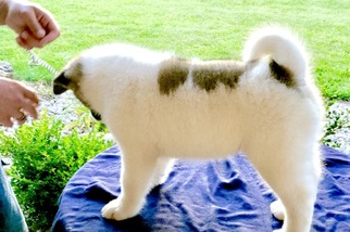 Akita Puppy for sale in SIDNEY, OH, USA