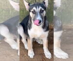 Small #2 Siberian Husky Mix