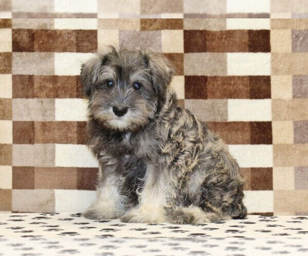 Medium Photo #4 Schnauzer (Miniature) Puppy For Sale in DENVER, PA, USA