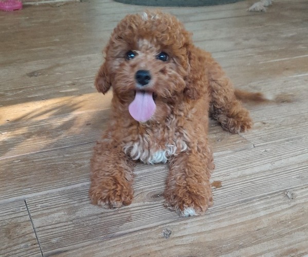 Medium Photo #1 Cavapoo Puppy For Sale in CLARKRANGE, TN, USA