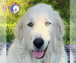 Small #16 Great Pyrenees