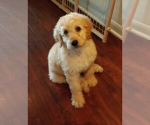 Goldendoodle Puppy for sale in KILLEEN, TX, USA