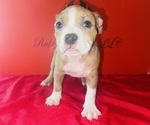 Small #4 American Bully