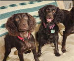 Small #3 Boykin Spaniel