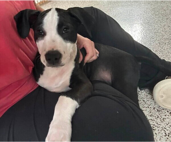 Medium Photo #3 American Staffordshire Terrier-Unknown Mix Puppy For Sale in Holly Springs, NC, USA