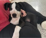 Small #2 American Staffordshire Terrier Mix