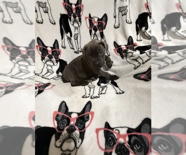 Medium Photo #17 Cane Corso Puppy For Sale in WALNUT GROVE, GA, USA