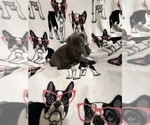 Small #1 Cane Corso