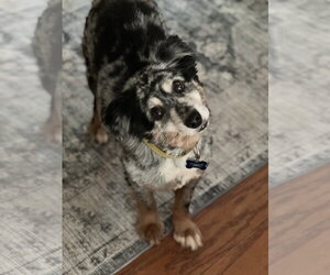 Australian Shepherd Dogs for adoption in Lakemont, GA, USA